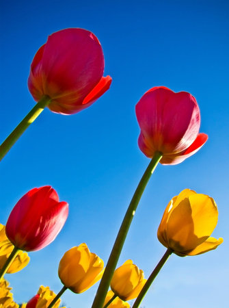 colorfu tulips, sky の写真素材