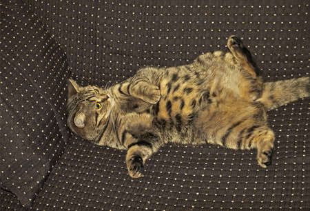 british cat の写真素材