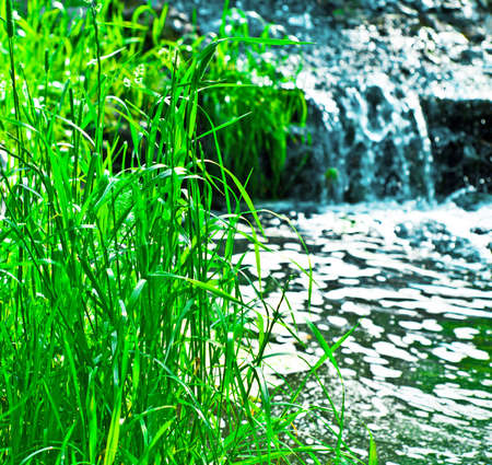 grass near the brookの写真素材