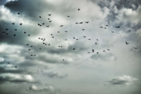 migratory birds in moody skyの写真素材