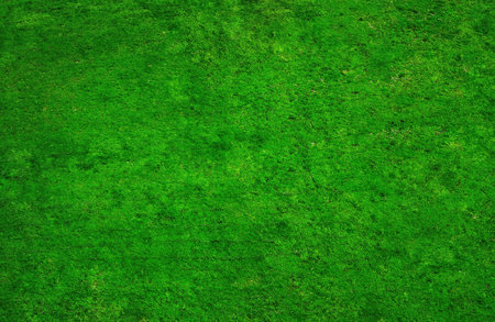 dirty grass-lawn