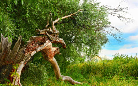 tree after lightnings strikeの写真素材