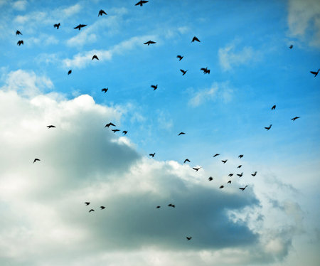 migratory birds