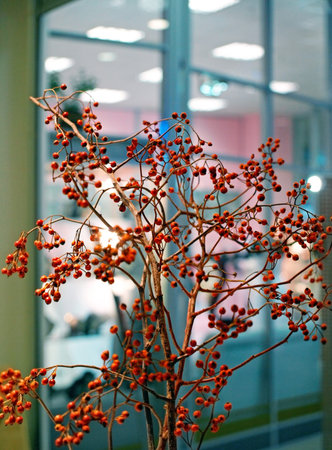 rowanberry near officeの写真素材