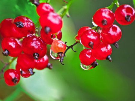 red currant 