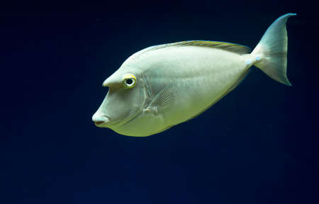 surgeonfish (Acanthurus) の写真素材
