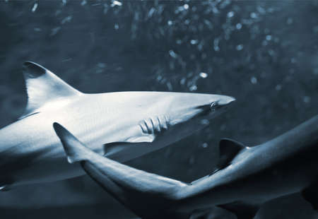 reef (hound) sharks の写真素材