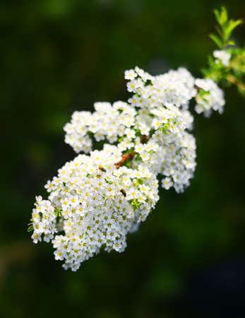 flowered branchの写真素材