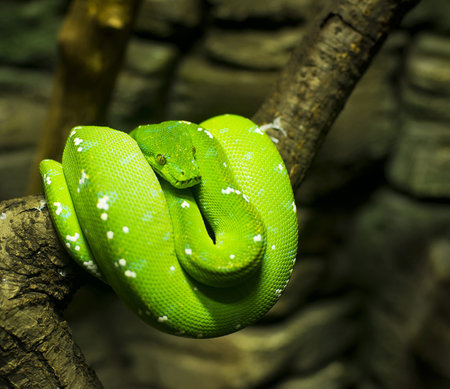 the green tree python  Chondropython, Morelia Viridis      の写真素材