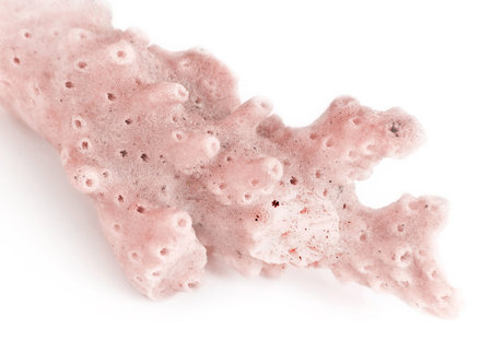 dead coralの写真素材