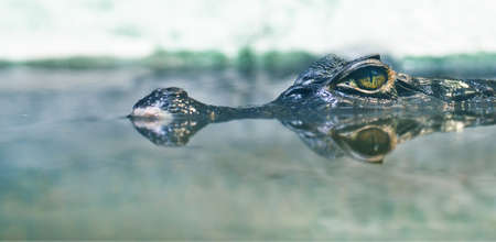 cayman   alligator  の写真素材