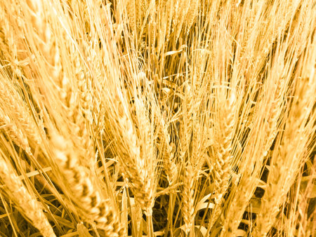 wheat   rye  の写真素材