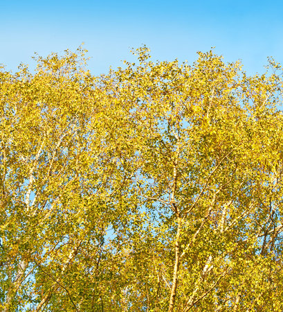 autumnal birches