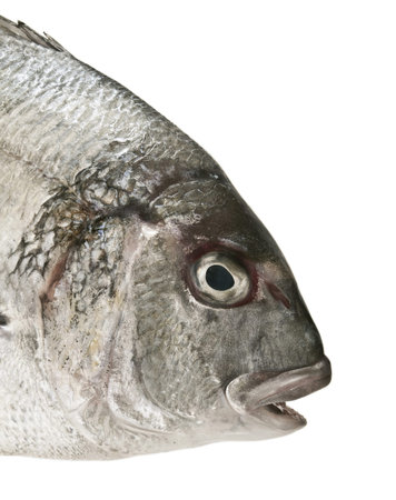 fish Dorado, closeup