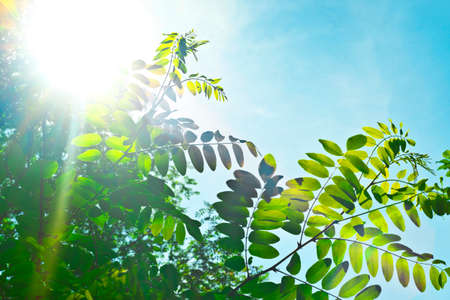 sunlit branchesの写真素材