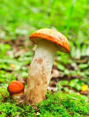 orange-cap mushroom  Leccidium aurantiacum; Boletus versipellis 