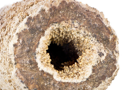 quartz geodeの写真素材