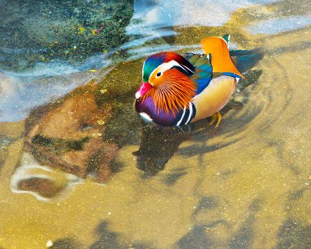 mandarin duck (Aix galericulata) の写真素材