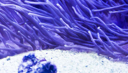  sea anemone (actinia) の写真素材