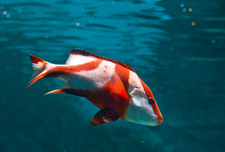 coral fishの写真素材