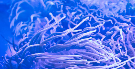 sea anemone actinia 