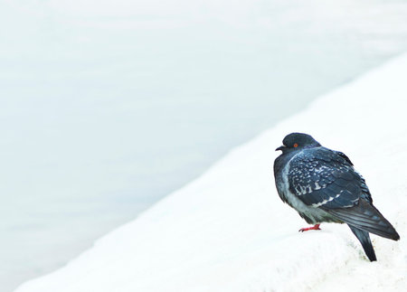 frozen pigeon の写真素材