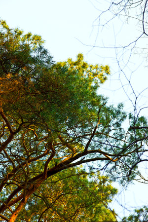 pine 