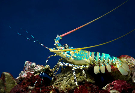 sea crawfish (Palinurus)の写真素材