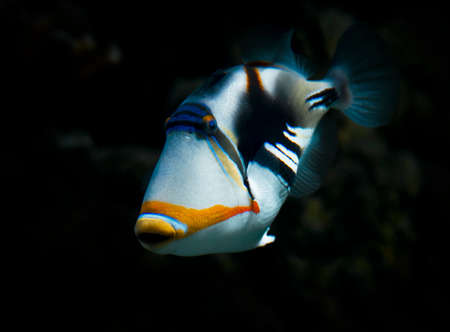 Triggerfishの写真素材