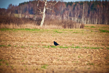 raven in fieldの写真素材