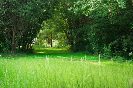 forestの写真素材