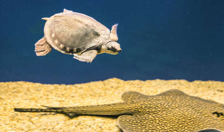 freshwater animals, turtle and stingrayの写真素材