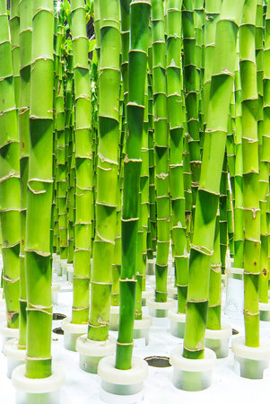 bamboo trunksの写真素材