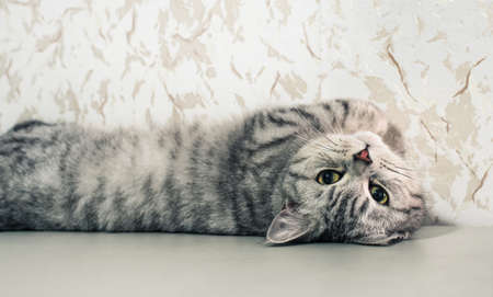 british catの写真素材