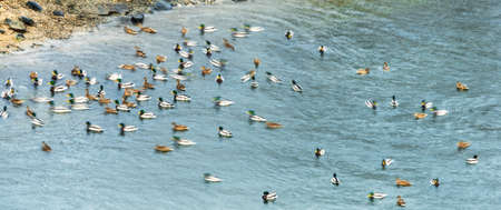 mallard ducksの写真素材