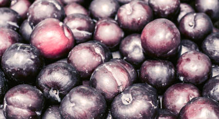 dark plumsの写真素材