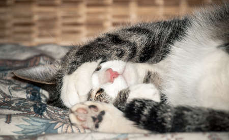 sleeping catの写真素材