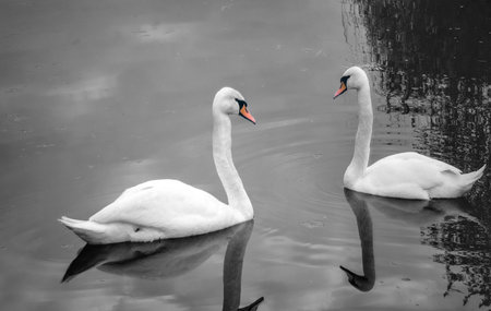 swan pairの写真素材