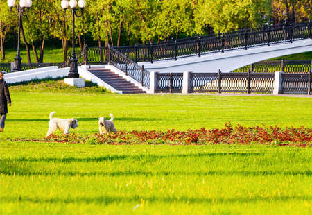 dog owner in park lawnの写真素材
