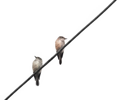 the spotted flycatchers (grey flycatcher; Muscicapa striata)