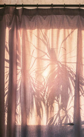 curtained windowの写真素材