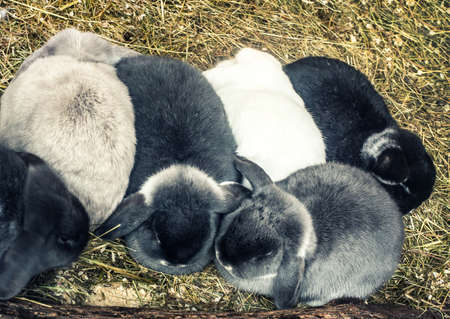 lop-eared rabbitsの写真素材