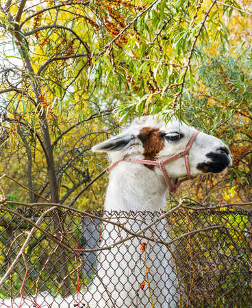 farm lamaの写真素材