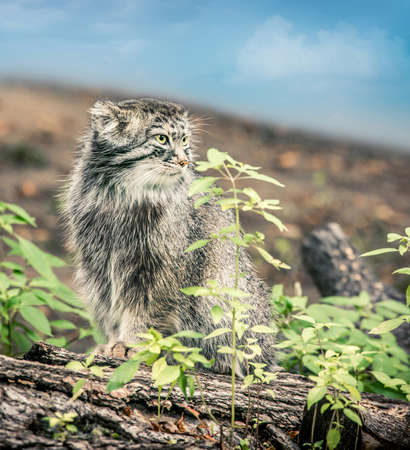 Manul Felis manul; Pallas catの写真素材
