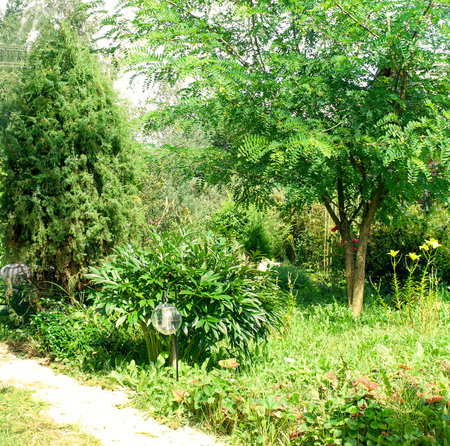 sunny garden