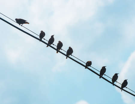 starlings on wireの写真素材