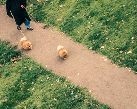 dog ownerの写真素材