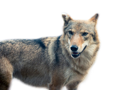 the Grey Wolf (Canis lupus)