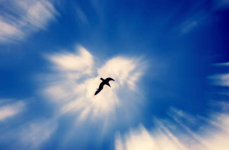 seagull in skyの写真素材
