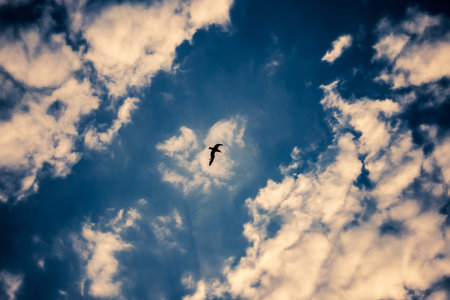 dramatic sky with lone birdの写真素材